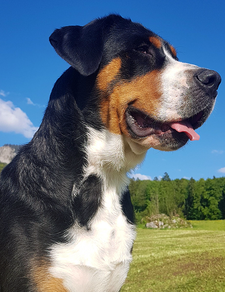 Bärry Bell vom Hof Mythen