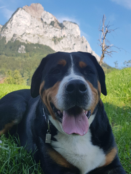 Dina †, die Gründerin unserer Zucht von Grossen Schweizer Sennenhunden
